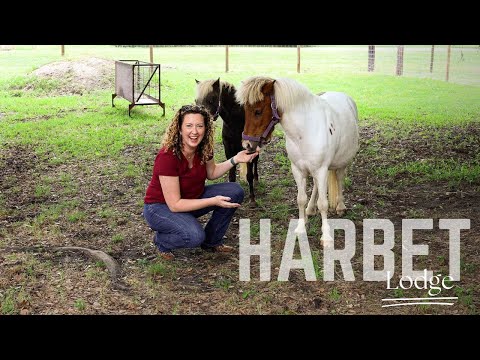 HARBET LODGE | Places to Stay in Alvin Texas