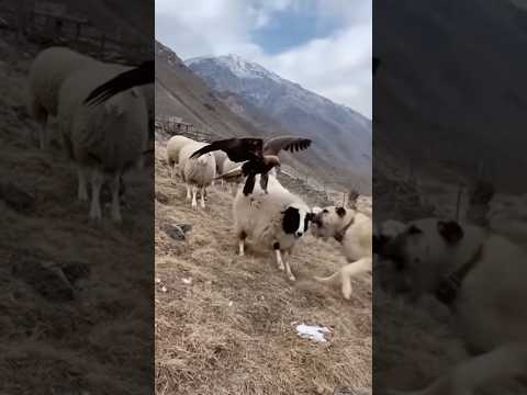 EAGLE Tries to Steal a Sheep — But What These Dogs Did SHOCKED Everyone 😱🐺🦅