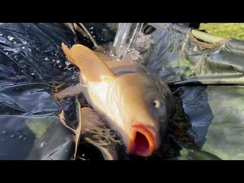 Extra Carp Niwka, rozpoczęcie sezonu 2021.