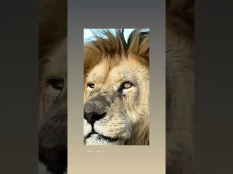 #attitude#india#instagram#trend#shorts#trends