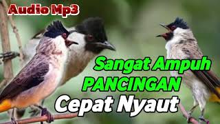 Download lagu suara kutilang gacor pancingan ampuh cepat nyaut mp3