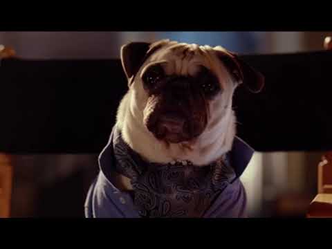 The Many Adventures of Banjo the Woodpile Cat Part 19 - A Hero Party