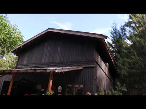 HBS x SD (F2) - Mid Flower