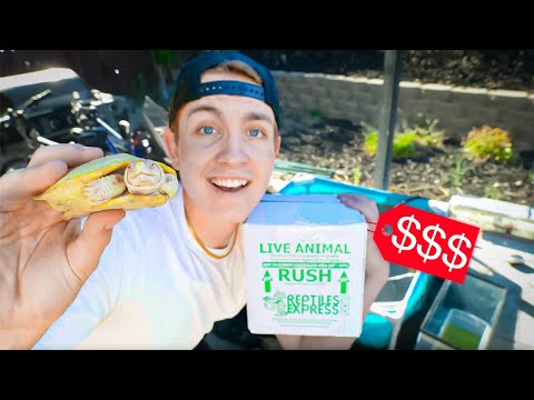 Unboxing the RAREST Albino Turtle...