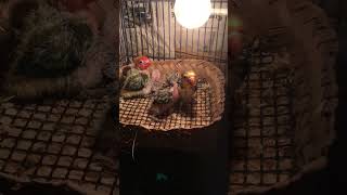 Download lagu audio asli suara anak love bird minta makan mp3