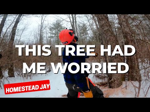 These Trees Are The WORST To Cut Down...