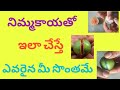 If You Do This With Lemon Anyone Will Be Yours Lemon Vashikaran In Telugu