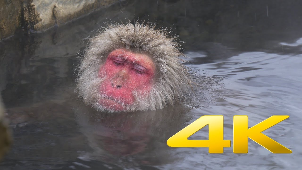 Japanese Snow Monkeys of Jigokudani