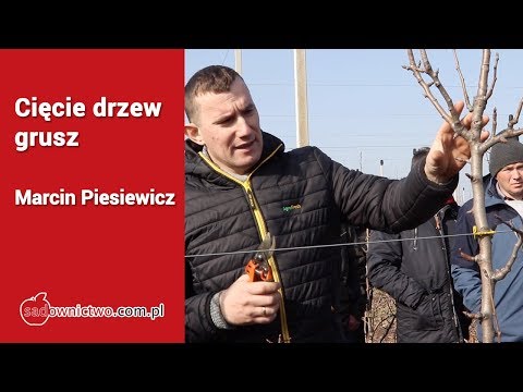 Cięcie młodych drzew grusz [Marcin Piesiewicz]