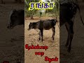 தேக்கம்பட்டி மறை அழகன் ரங்கா வீட்டில