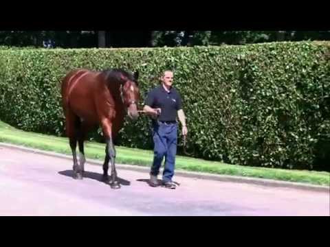 Falco, étalon au Haras d'Etreham