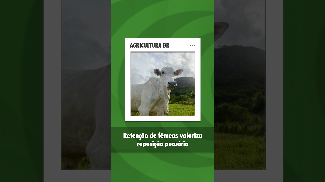 Valorização de animais para reposição e força da arroba