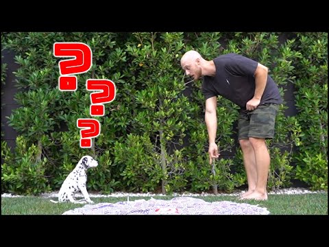 TEACH YOUR PUPPY 3 TRICKS IN 3 DAYS | 8 week old Dalmatian puppy