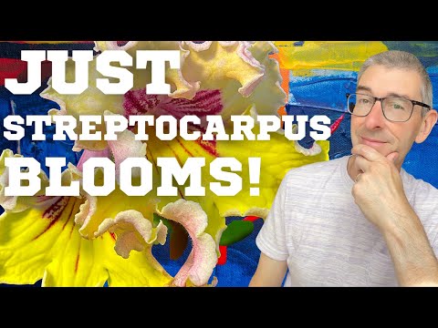 Streptocarpus BLOOMS: Choose YOUR Favourite!