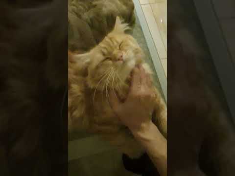 Why does a cat purr? It's Their Happy Massage! | Cat Purring | Cat Massage