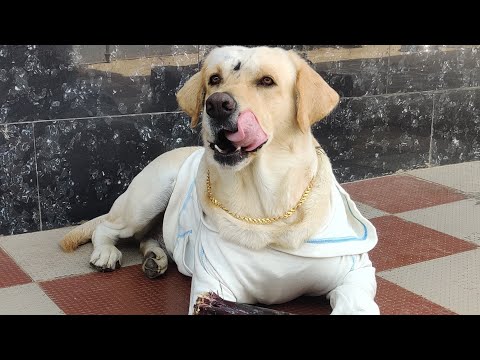 Live 🔴 Jai shree Ram 🚩🚩🚩 #cute dogs Play time fun 😊 Rio v/s putthu