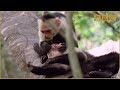 Funny Talking Animals - Walk On The Wild Side ...