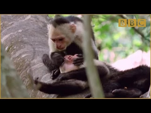 Funny Talking Animals | Walk On The Wild Side - BBC
