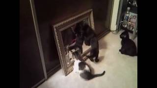 The Kittens discover reflections