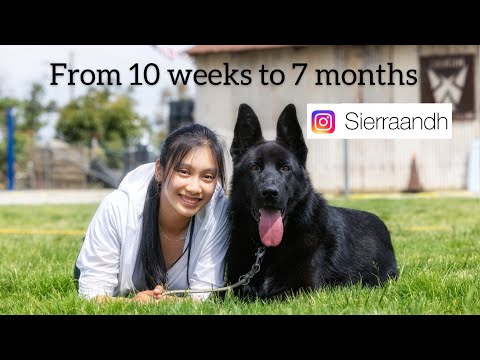 Watch my black German shepherd pup grow from 10 weeks to 7months