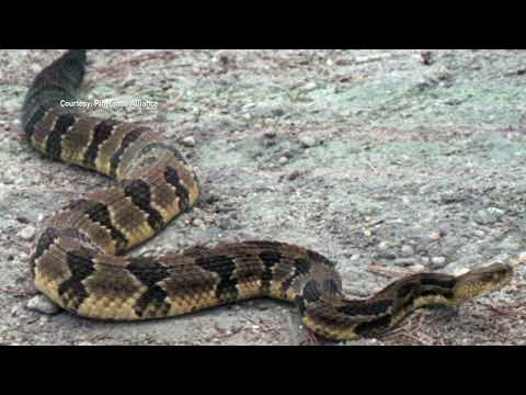 NJ Snake Alert