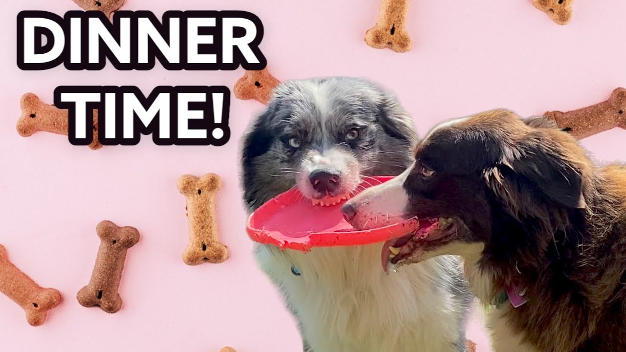 Feeding my Pack of Dogs!/ Night Time Routine