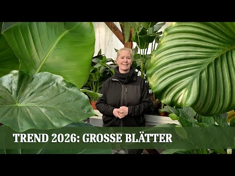 Groß, exotisch, beeindruckend – die Must-have Zimmerpflanzen 2026