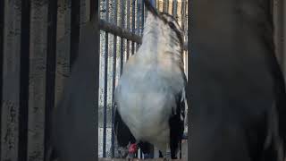 Download lagu tembakan kapasan kemiri mp3