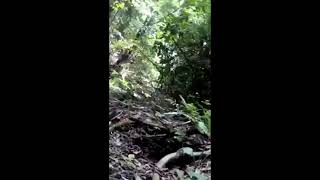 Download lagu Kijang hutan| Garang bunyi mp3