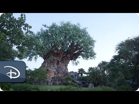 Good Morning From The Tree of Life | Disney's Animal Kingdom