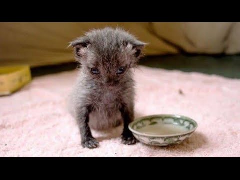 Woman Found Tiny Struggling Kitten After A Downpour, What She Does Next Incredible Video