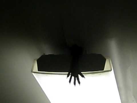 Monster on the ceiling of my apartment Pt2
