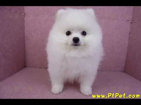 10/11松鼠白博美公幼犬(richmond BC Canada)