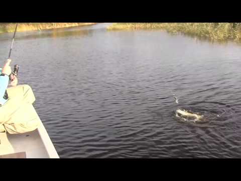 Opastusvideo - Hauenkalastusta syksyllä SpinTube -heittoperholla - Eumer