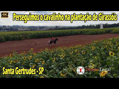 Passeio de Cavalo na plantação de Girassol em Santa Gertrudes SP #Drone Legal EP. 411