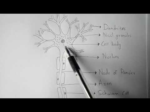 Inter 2nd year SYNAPTIC TRANSMISSION ZOOLOGY
