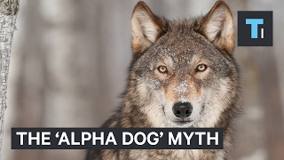 The &#39;alpha dog&#39; myth is leading countless owners to mistreat their dogs