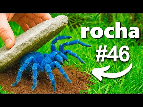 Virei 100 Rochas em uma Floresta Tropical, Veja o Que Encontrei...