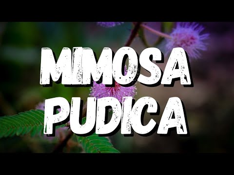 , title : 'Mimosa Pudica: Um Guia Completo Desta Planta'