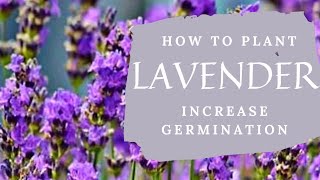 Growing Lavender from Seed - Increase Germination Rates the Easy Way