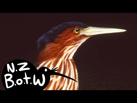 New Zealand little bittern - New Zealand Bird of the Week
