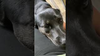 Video preview image #1 Mutt Puppy For Sale in San Diego, CA, USA