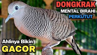 Download lagu Perkutut Lokal Gacor Suara Besar Pancingan Burung Perkutut Agar Cepat Bunyi. mp3
