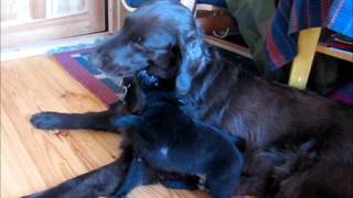 Milja: Nå kommer jeg og tar deg