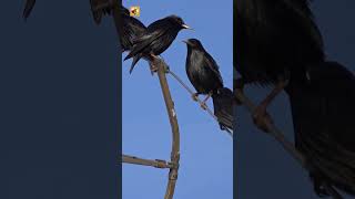 Starling Sounds (Metallic Mimicry Whistles and Antenna Clicks)