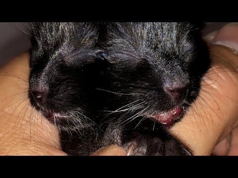 Duo the Kitten With 2 Faces Finds Forever Home With Vet