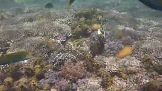 preview picture of video 'Very curious fishes on Gili Nanggu-Island, Lombok / Indonesia'