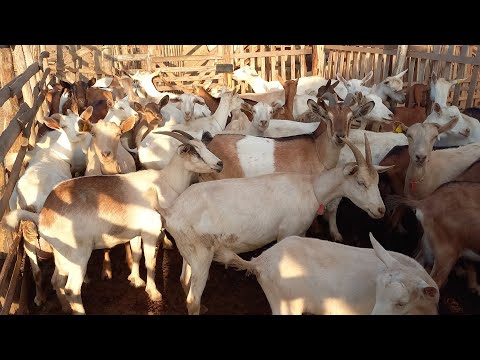 FUI EM BOQUEIRÃO NO CARIRI PARAIBANO CONHECER UM GRANDE CRIADOR DE CABRAS LEITEIRAS 