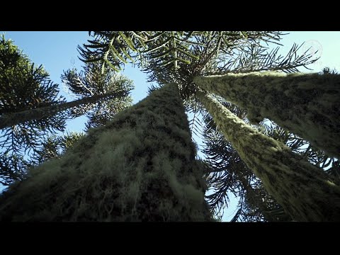 Sistema ancestral de la cordillera Pehuenche: huertas biodiversas, recolección y trashumancia en el territorio Ngulumapu