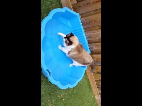 Ragdoll cat loves water